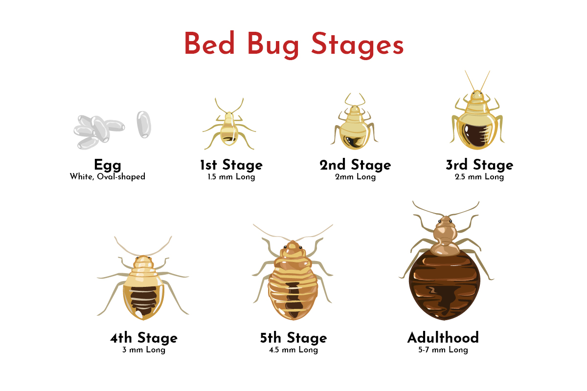 Bed Bug Treatments Preferred Pest Control